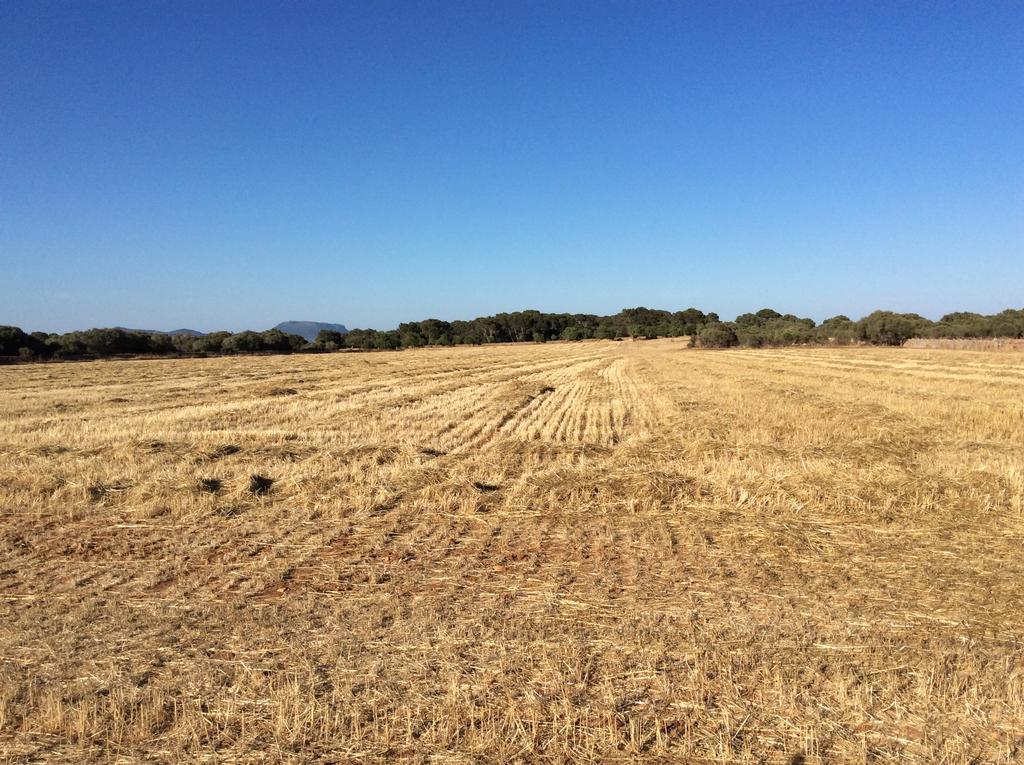 Sa Bassa Crua Agroturismo Sa Torre المظهر الخارجي الصورة